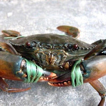 Divron Mud Crabs
